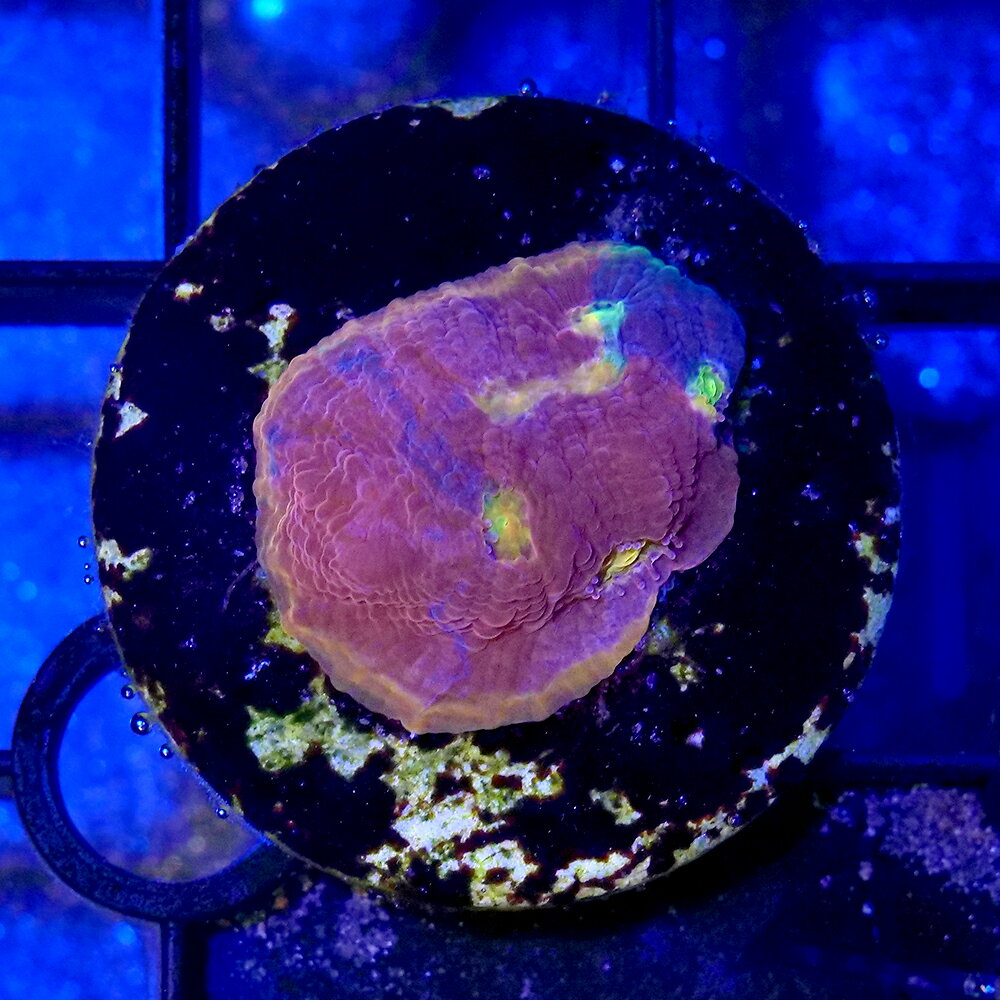 （サンゴ）一点物　キッカサンゴ　レインボー　プラグ付き　CM−18910（1個）　北海道・九州航空便要保温