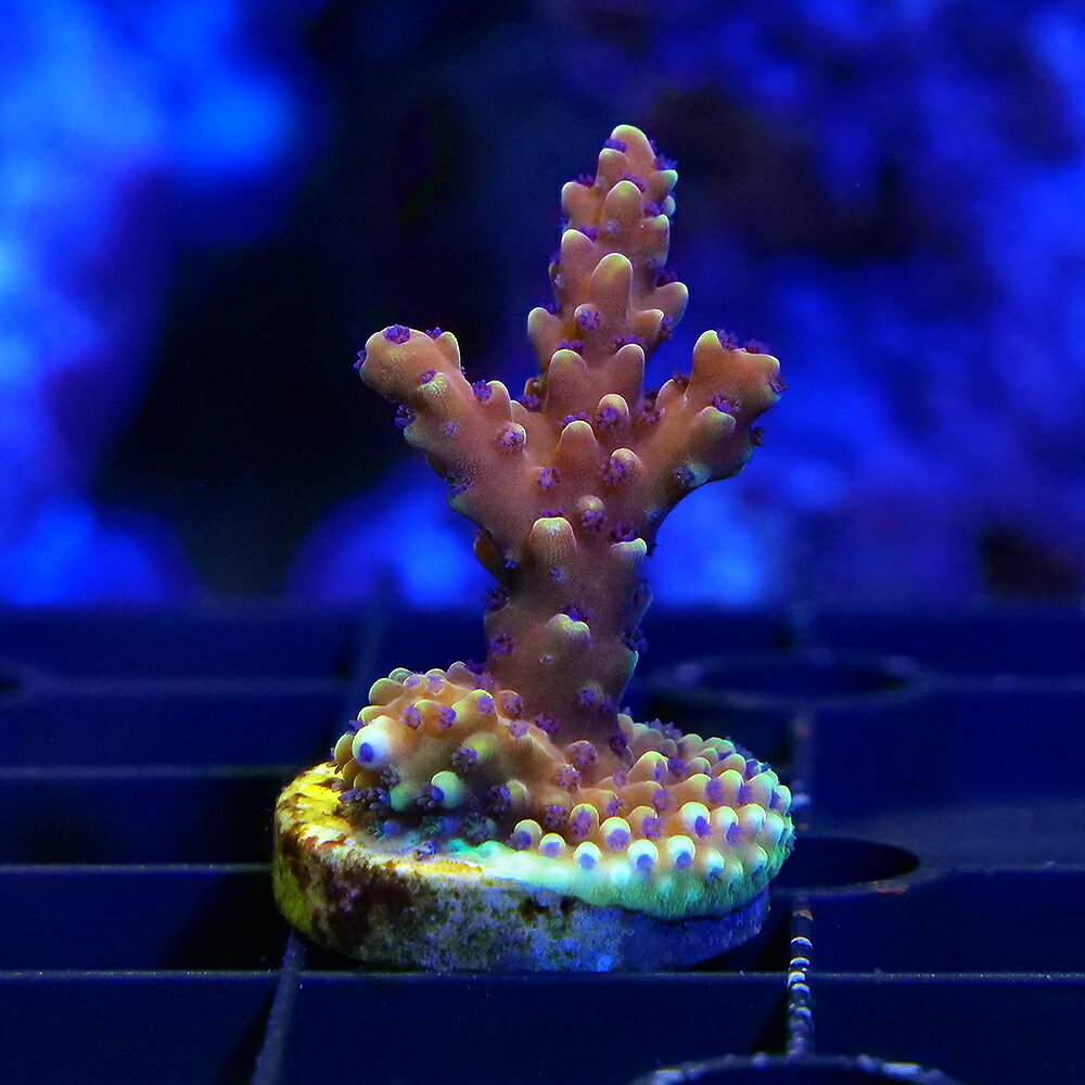 （サンゴ）一点物　ミドリイシsp．　RR　Pink　Cadillac　プラグ付き（1個）CM−18919　北海道・九州航空便要保温