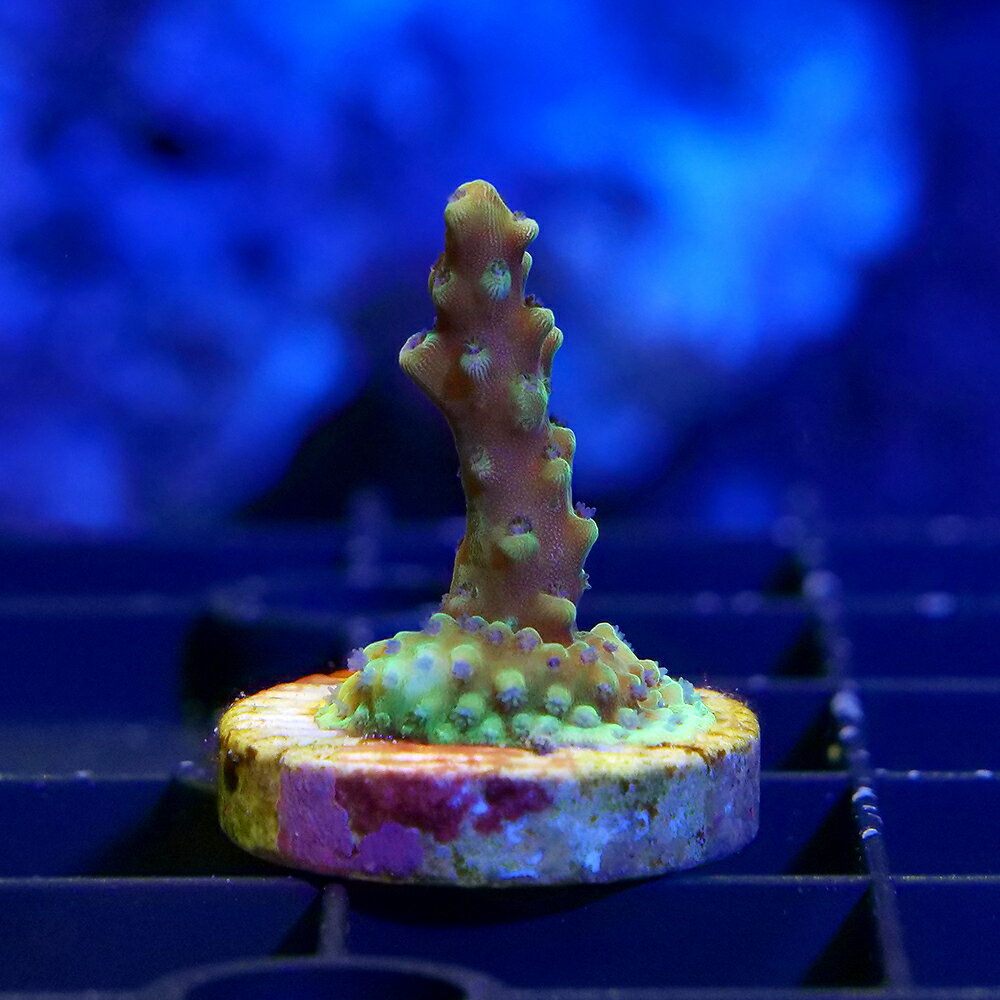 （サンゴ）一点物　ミドリイシsp．　RR　Pink　Cadillac　プラグ付き（1個）CM−18920　北海道・九州航空便要保温