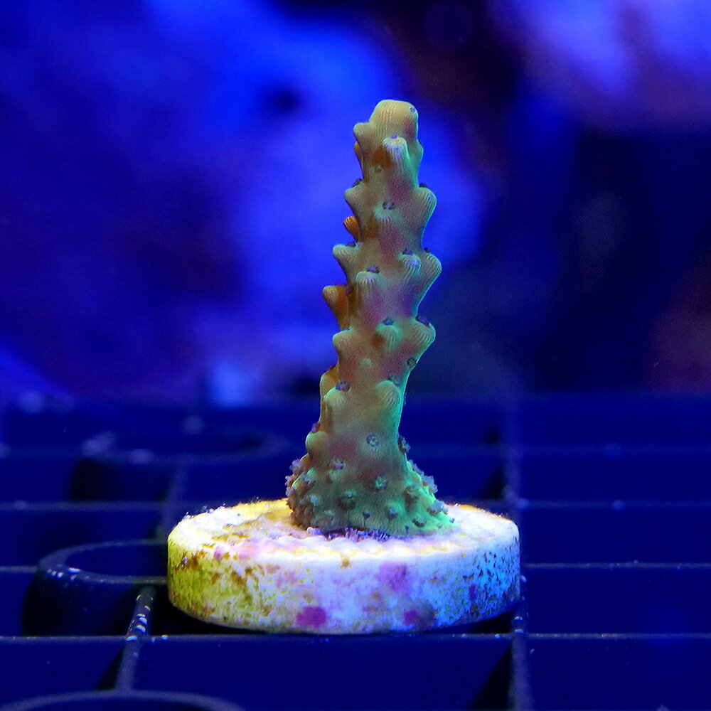 （サンゴ）一点物　ミドリイシsp．　RR　Pink　Cadillac　プラグ付き（1個）CM−18922　北海道・九州航空便要保温