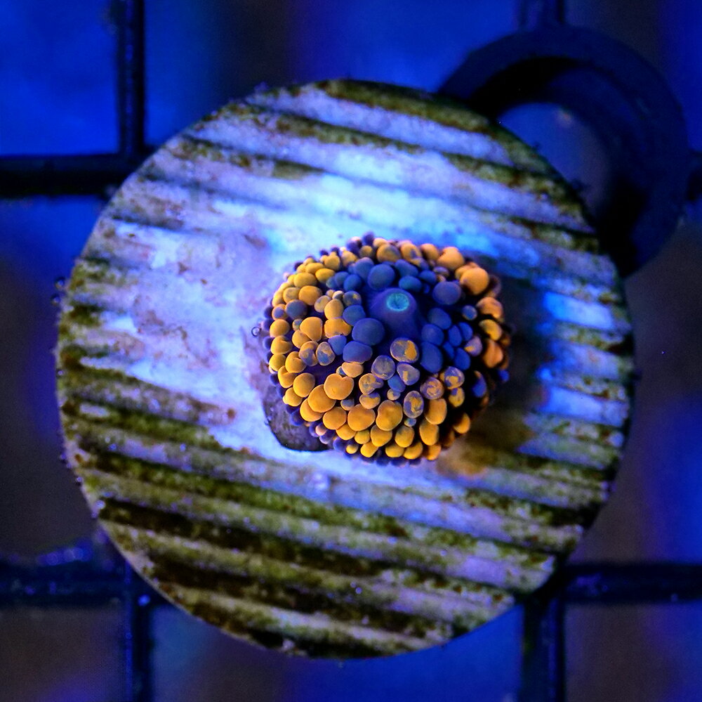 （サンゴ）一点物　カリビアンバブルディスクコーラル　オレンジ　プラグ付き　CM−18924（1個）