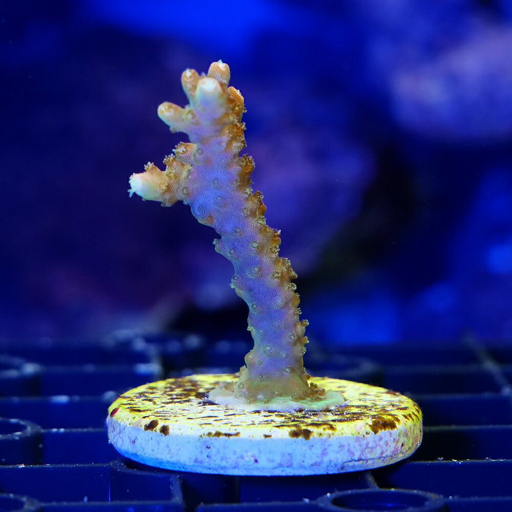 （サンゴ）　一点物　ミドリイシsp．　プラグ付き　CM−18928（1個）　北海道・九州航空便要保温