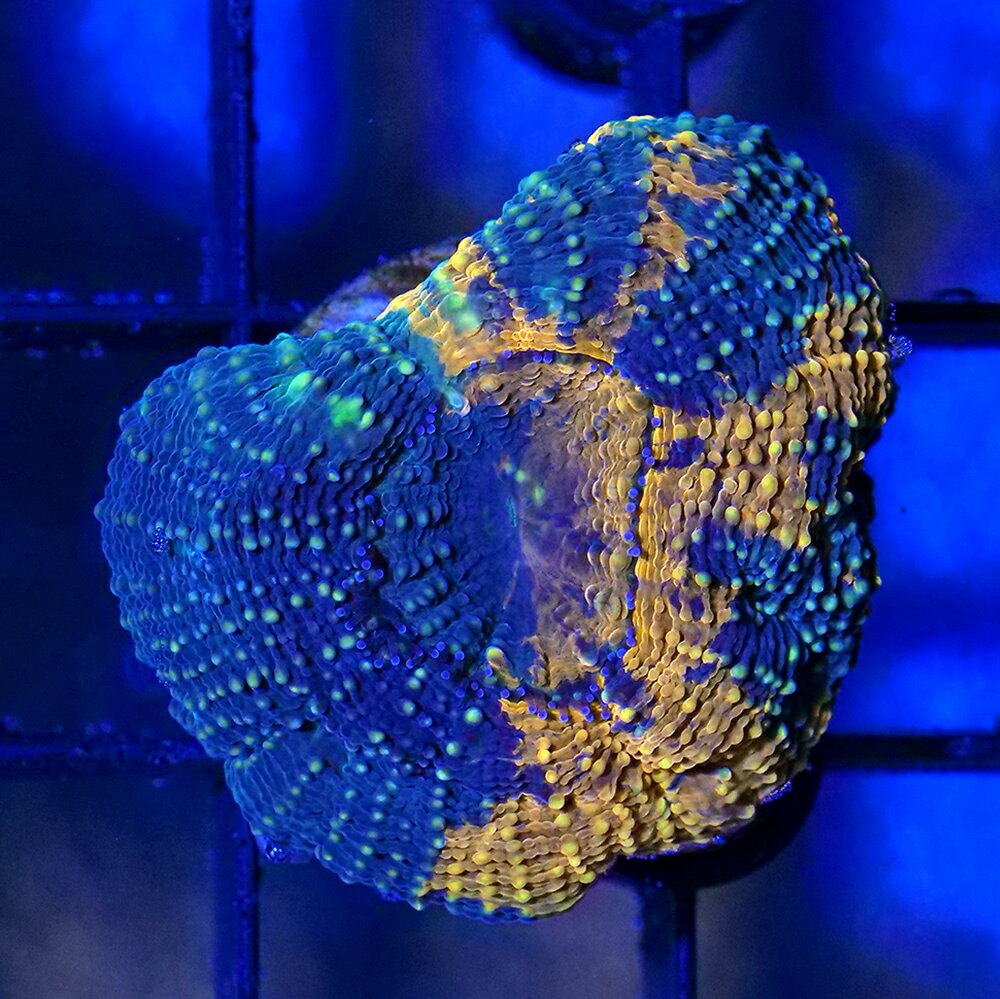 （サンゴ）一点物　ヒラタオオトゲキクメイシ　プラグ付き　CM−18929（1個）