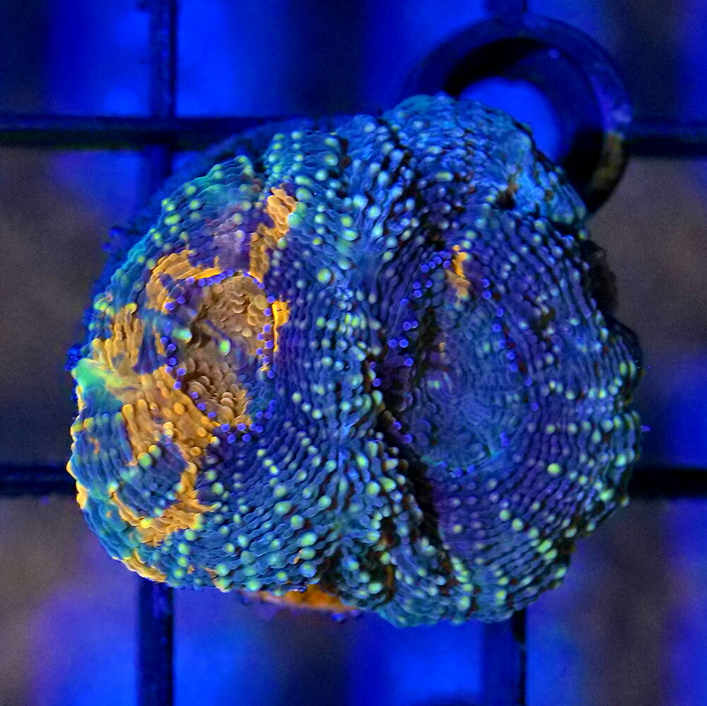 （サンゴ）一点物　ヒラタオオトゲキクメイシ　プラグ付き　CM−18930（1個）