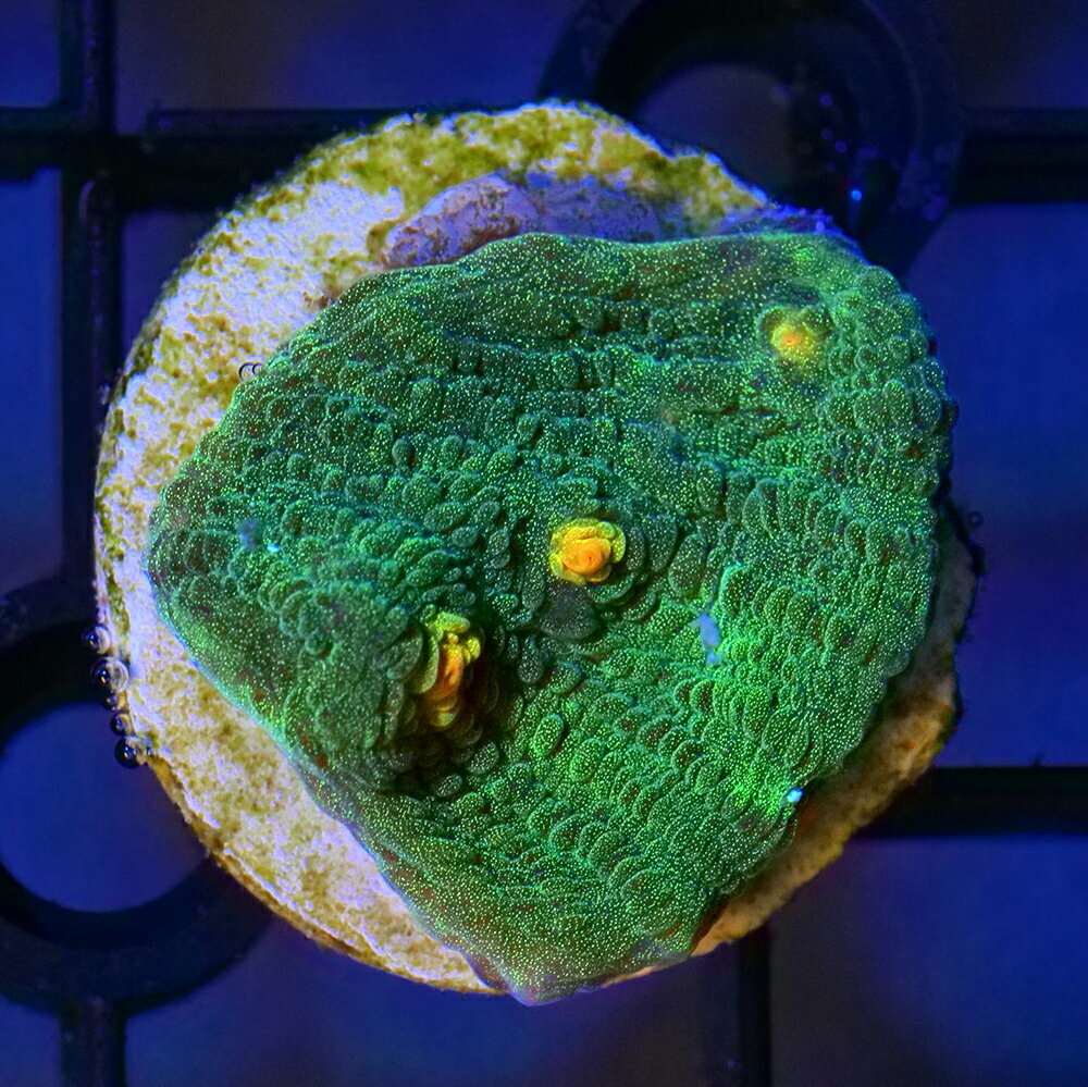 （サンゴ）一点物　ウスカミサンゴ　プラグ付き　CM−18932（1個）　北海道・九州航空便要保温