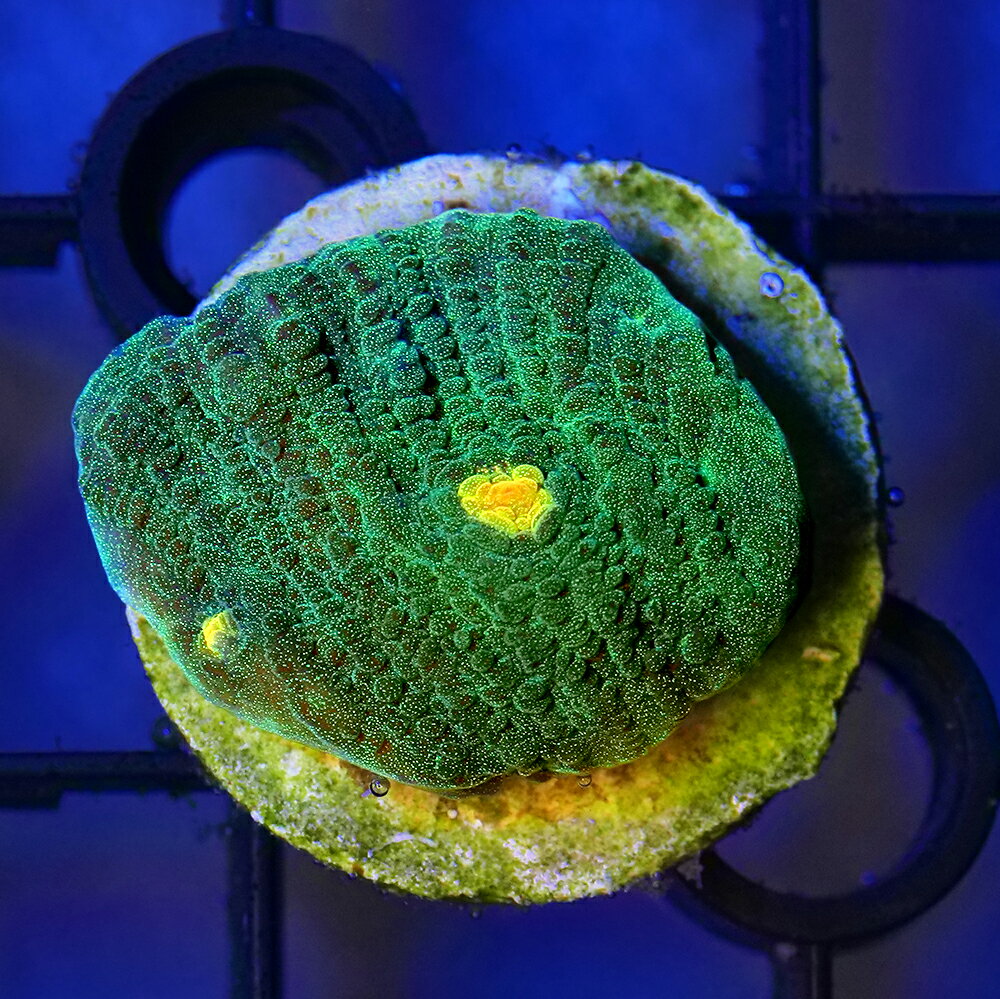 （サンゴ）一点物　ウスカミサンゴ　プラグ付き　CM−18933（1個）　北海道・九州航空便要保温