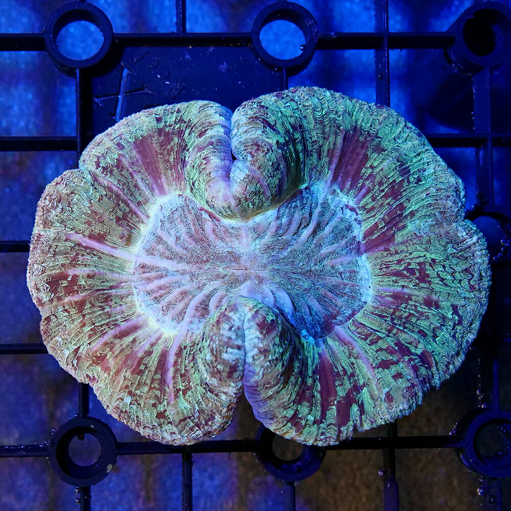 （サンゴ）一点物　オオバナサンゴ　グリーン　CM−18936　（1個）　北海道・九州航空便要保温