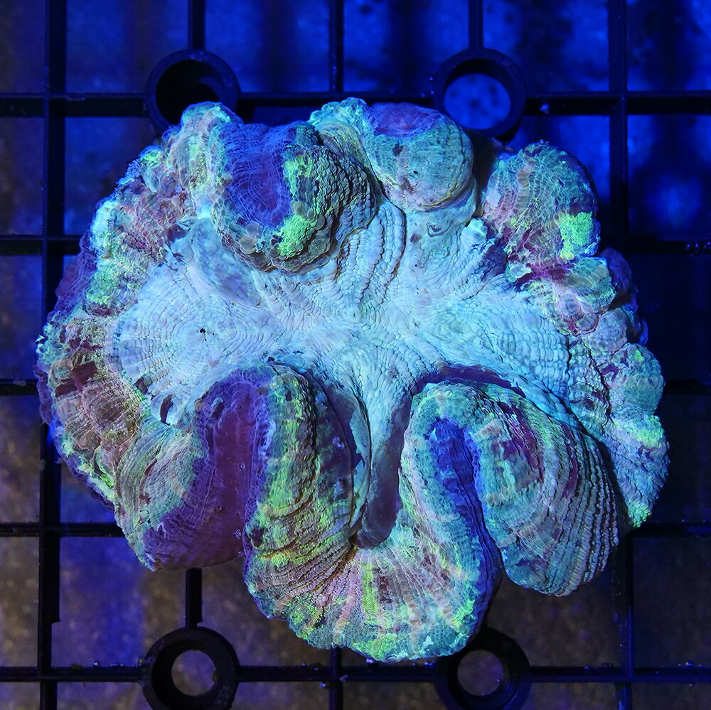 楽天市場】オオバナサンゴの通販