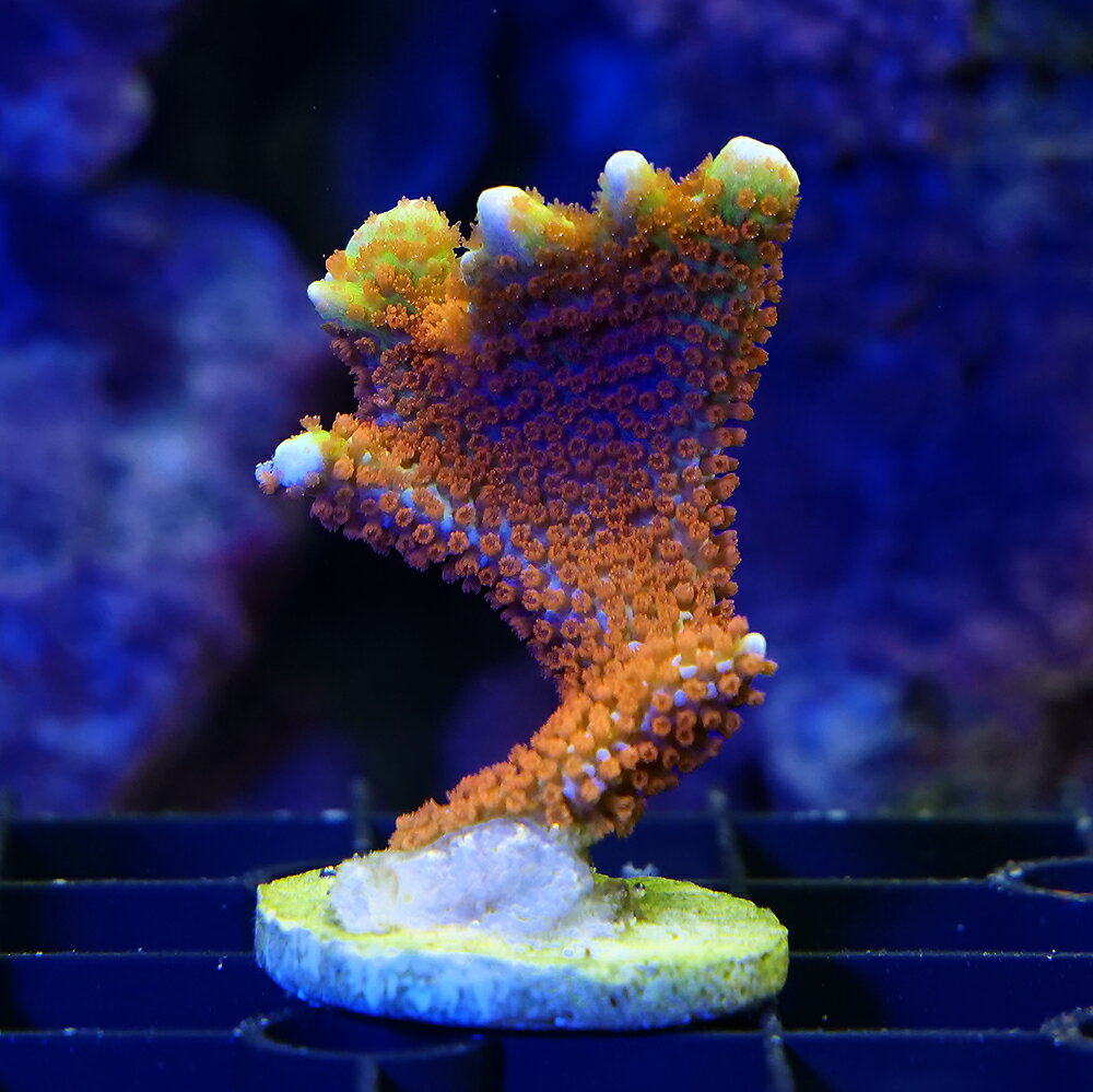 （サンゴ）一点物　エダコモンサンゴ　バブルガム　プラグ付き　CM−18940（1個）　北海道・九州航空便要保温