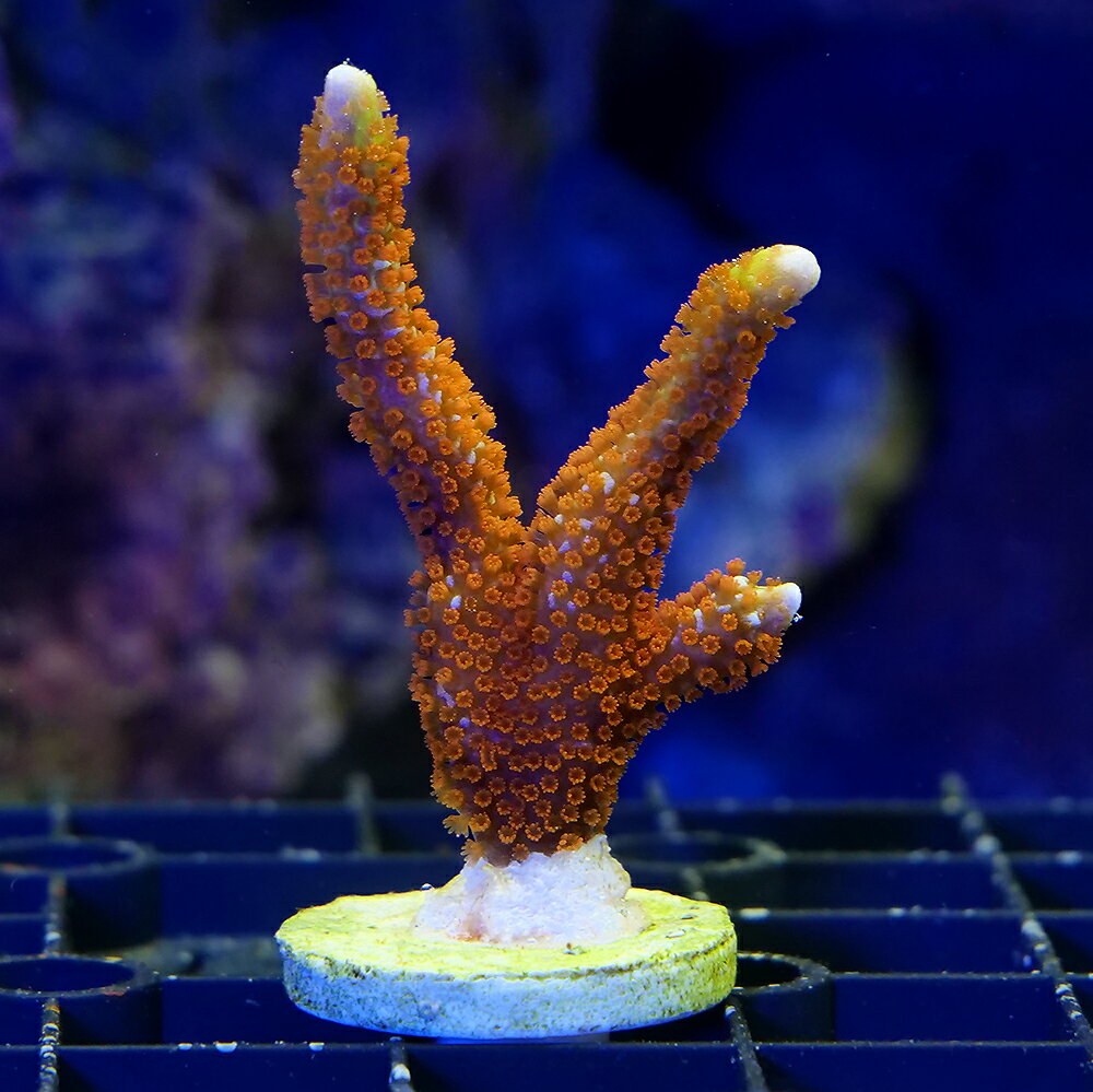 （サンゴ）一点物　エダコモンサンゴ　バブルガム　プラグ付き　CM−18940（1個）　北海道・九州航空便要保温