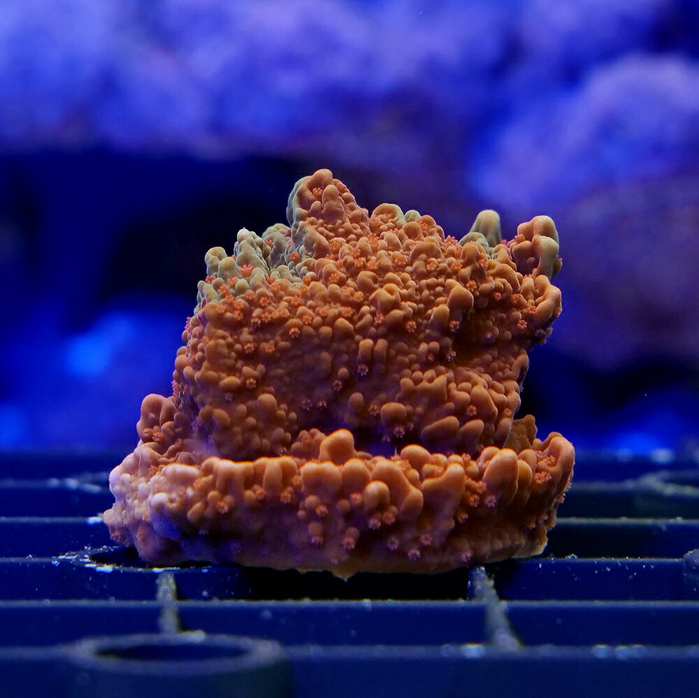 （サンゴ）一点物　コモンサンゴsp．　グラフテッド　プラグ付き　CM−18942（1個）　北海道航空便要保温
