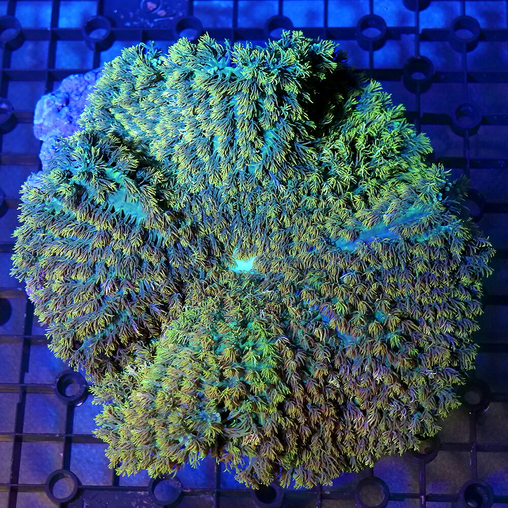 （海水魚）一点物　ミノイソギンチャク　ライトグリーン　CM−18943（1個）　無脊椎動物　北海道航空便要保温