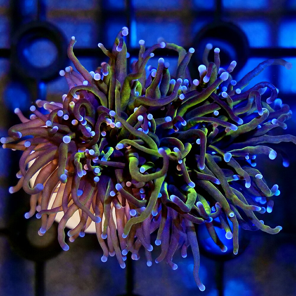 （サンゴ）一点物　インドネシア産　ハナサンゴ　24Kゴールド　プラグ付き　CM−18949（1個）北海道航空便要保温