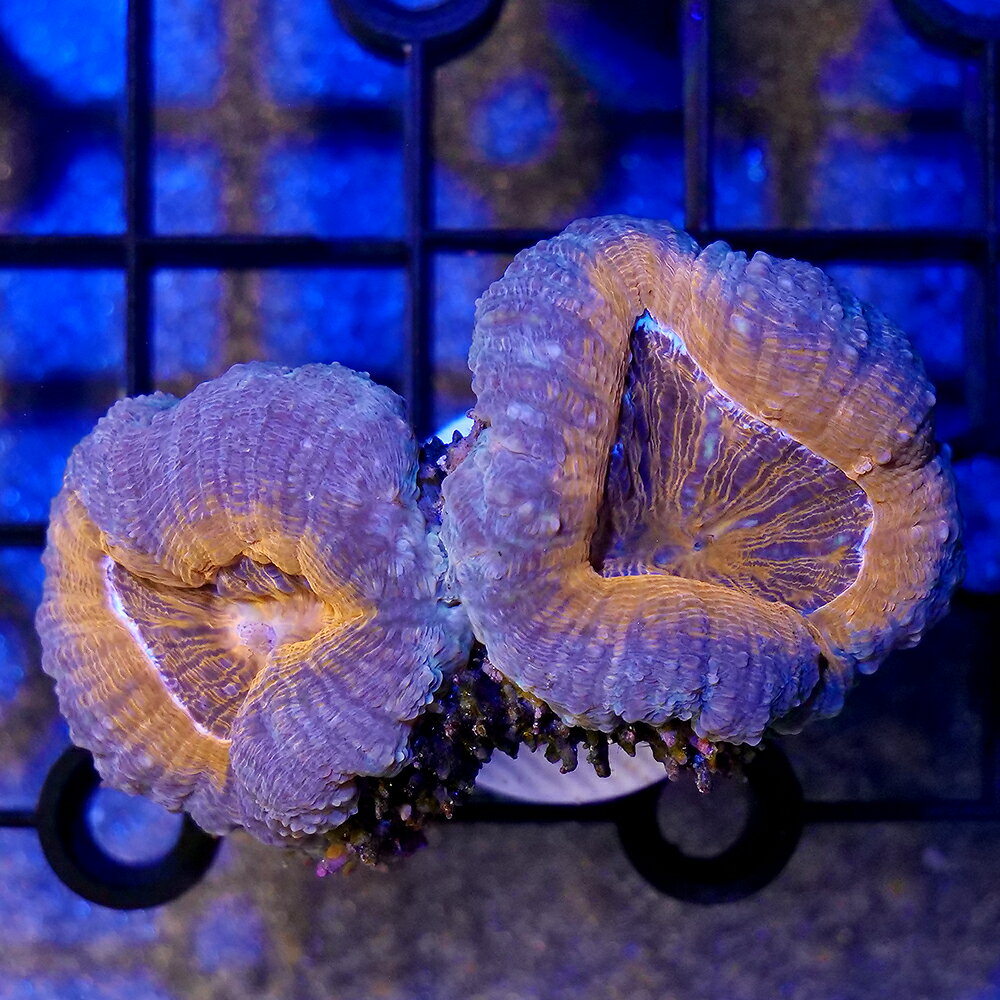 （サンゴ）一点物　マルハナガタサンゴ　オレンジグリーン　プラグ付き　CM−18954（1個）　北海道・九州航空便要保温