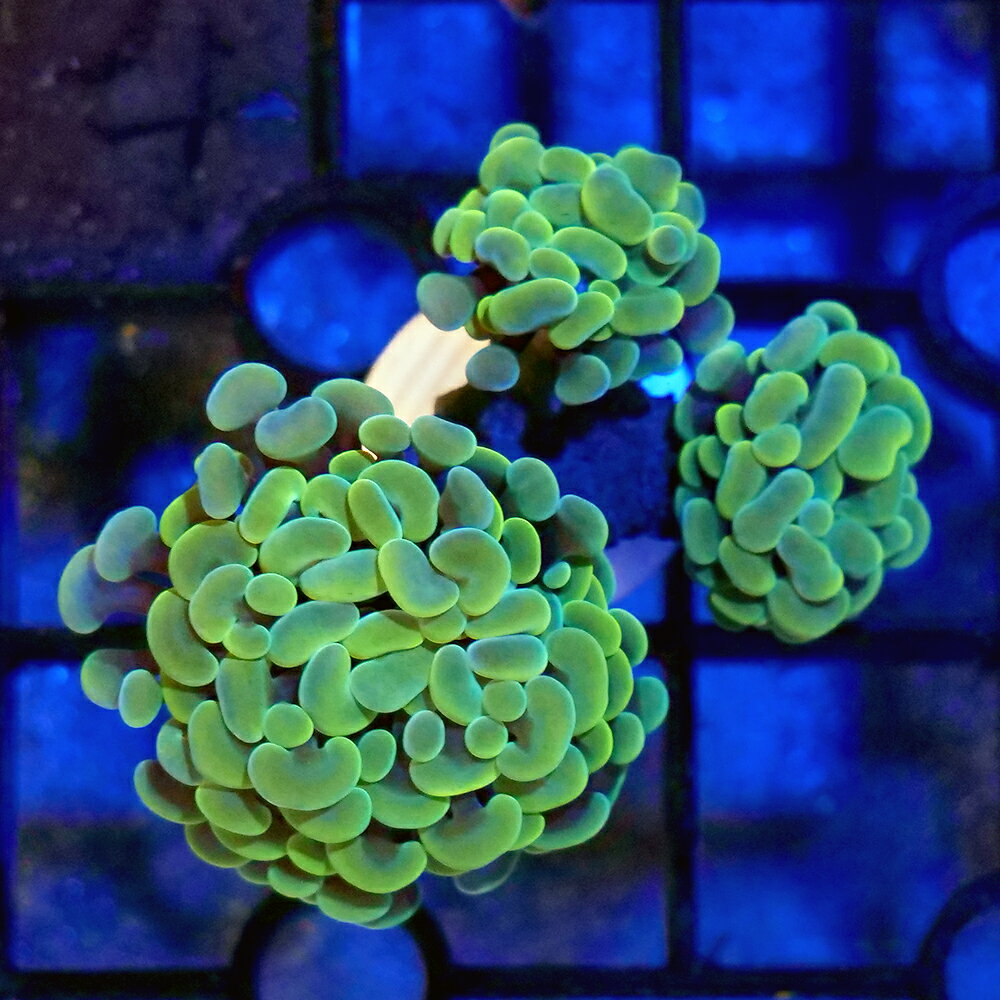 （サンゴ）一点物　インドネシア産　ナガレハナサンゴ　ブランチ　グリーン　3ヘッド　プラグ付き　CM−18959（1個）　北海道航空便要保温