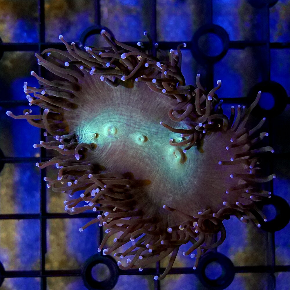 （サンゴ）一点物　オーストラリア産　トランペットコーラル　グリーン　CM−18973　プラグ付き（1個）　北海道・九州航空便要保温