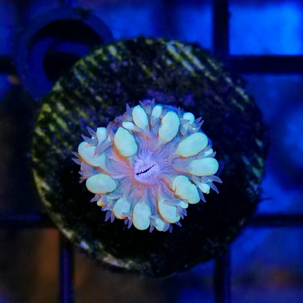 （サンゴ）一点物　ミズタマサンゴ　プラグ付き　CM−18976　（1個）　北海道航空便要保温