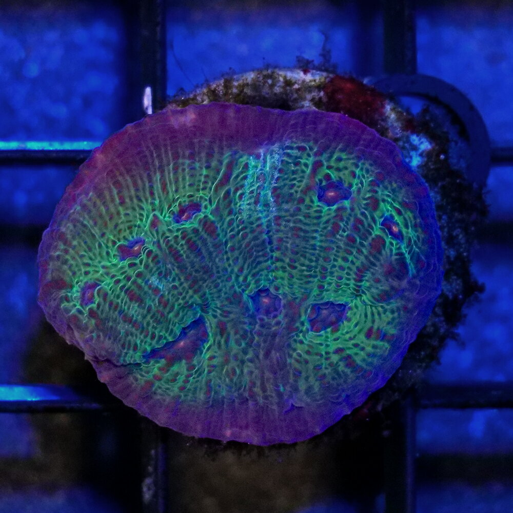 （サンゴ）一点物　ウスカミサンゴ　プラグ付き　CM−18977（1個）　北海道・九州航空便要保温