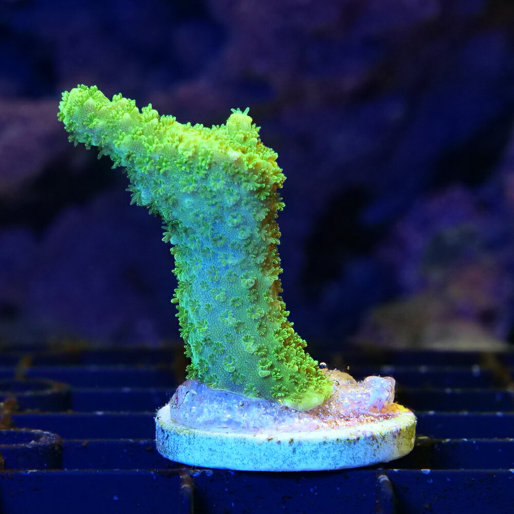 （サンゴ） 一点物 ミドリイシ Green Slimer プラグ付き CM-18978（1個） 北海道・九州航空便要保温