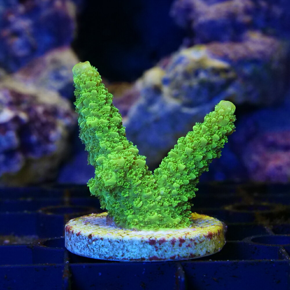 （サンゴ） 一点物 ミドリイシ Green Slimer プラグ付き CM-18979（1個） 北海道・九州航空便要保温