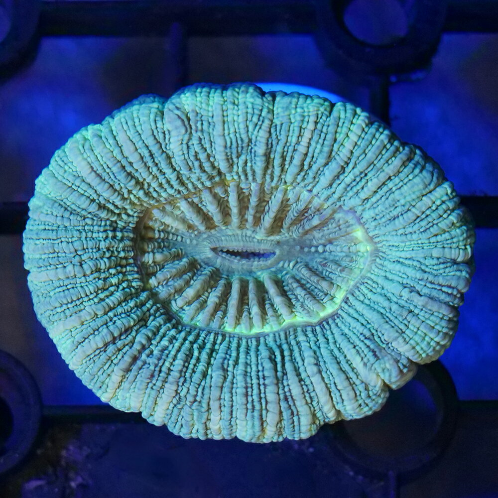 （サンゴ）一点物　オオバナサンゴ　グリーン　フラグ付き　CM−18991　（1個）　北海道・九州航空便要保温