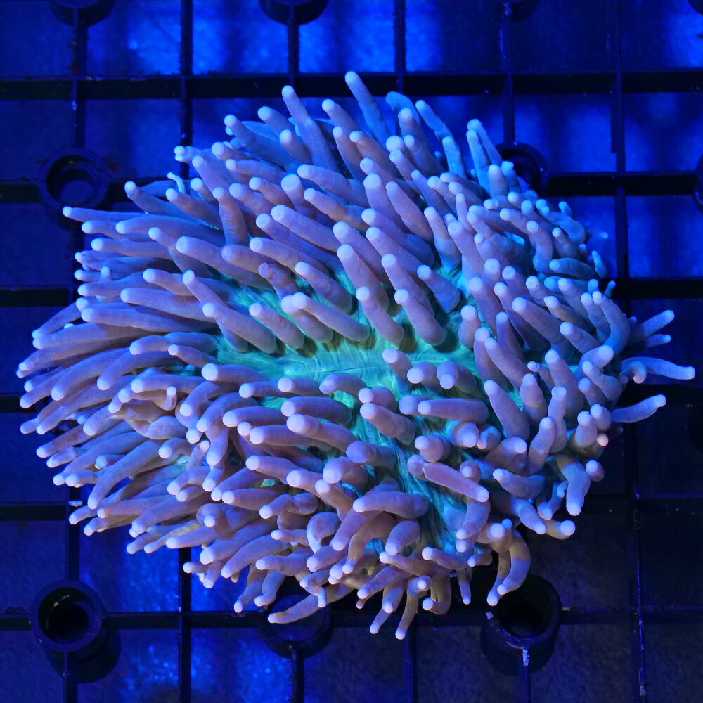 （サンゴ）一点物 オーストラリア産 パラオクサビライシ CM-18995（1個） 北海道・九州航空便要保温