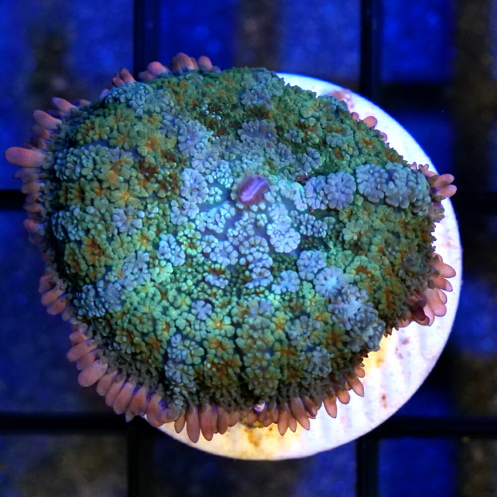 （サンゴ）一点物　ディスクコーラルsp．　フランケンシュタイン　プラグ付き　CM−19027（1個）　北海道・九州航空便要保温
