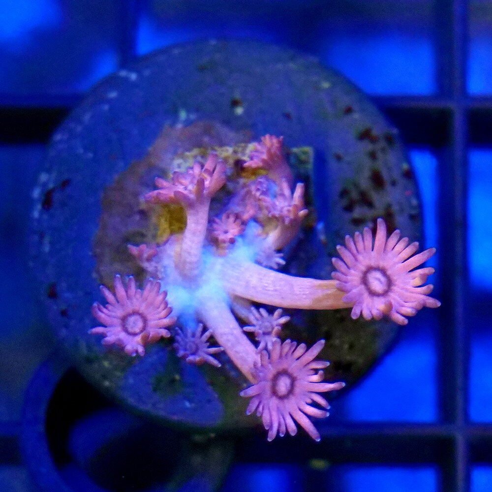 （サンゴ）一点物　ハナガササンゴ　プラグ付き　CM−19030（1個）　北海道・九州航空便要保温