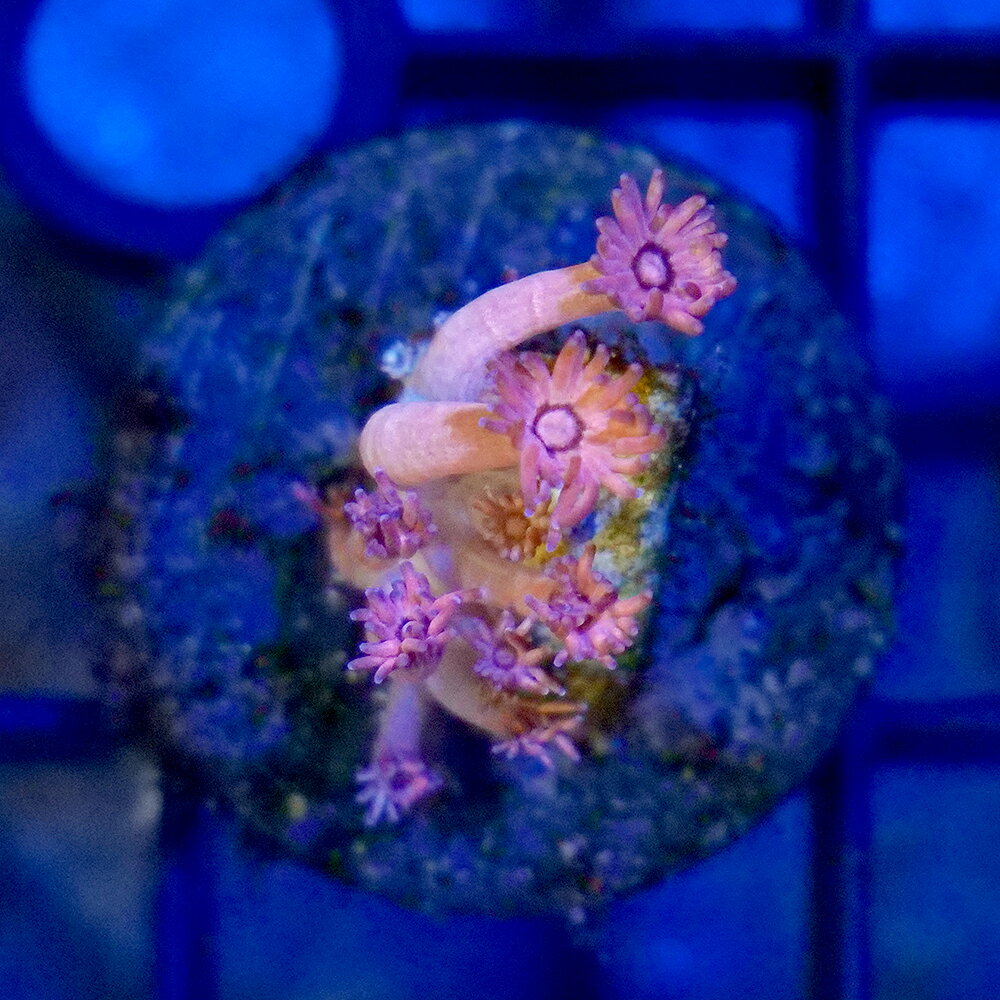 （サンゴ）一点物　ハナガササンゴ　プラグ付き　CM−19033（1個）　北海道・九州航空便要保温