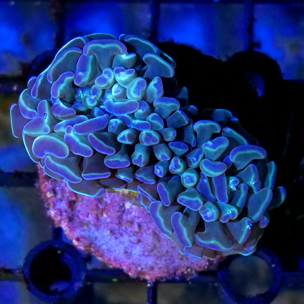 （サンゴ）一点物　インドネシア産　ナガレハナサンゴ　ホログラムハンマー　CM−19069（1個）　北海道航空便要保温