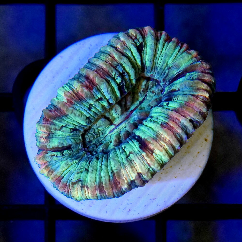 （サンゴ）一点物　オオバナサンゴ　CM−19082（1個）　北海道・九州航空便要保温