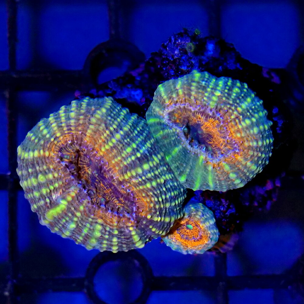 丈夫な入門種！マルハナガタサンゴ販売名マルハナガタサンゴ学名（※）Lobophyllia　corymbosa（※）…改良品種や学名が不明の種は流通名での記載の場合があります。別名—分布中部太平洋飼育要件温度　　　　　→　24度前後照明　　　　　→　中（60cm水槽で蛍光灯20W2〜3灯程度—青・白・赤系）水流　　　　　→　中（ポリプがたなびく程度）餌　　　　　　→　与えれば食べる（クリル等の小片を週1回程度）水質　　　　　→　通常ろ過で可※…飼育環境は一例です。必ずしもこの環境下であれば飼育できることを確約するものではございません。種類詳細礁斜面等に生息し、3〜4cm程度の半球形を束ねたようなサンゴです。共肉は厚く膨らみ色はブラウン、オレンジ、レッド、グリーン等が見られます。カラーが大変鮮やかな個体が多く、ポリプを膨らませると花束の様な存在感があります。飼育のポイント水流が強いと白化を恐れがありますので、直に水流が当たらないようにして下さい。刺胞毒が強く、近くに他種のサンゴがあると毒に弱い種類は弱ってしまうので接触しないよう注意が必要です。 注意事項※商品画像は2026／08／05時点のものです。お届けする生体と画像に多少の変化が見られる場合がございますので、予めご了承ください。※お送りする個体は約3cm程度のプラグに接着した物となります。※こちらは人工的に切断、接着した物となります。※輸送の際に外れることがありますので予めご了承ください。 … sfset　_aqua　◎　一点物　個体販売　現物　画像個体　海水　サンゴ　coral_itten　m_hardcoral　マルハナガタサンゴ　Lobophyllia　corymbosa　ハードコーラル　KT　20260424　y26m04　seitaigensen1ten