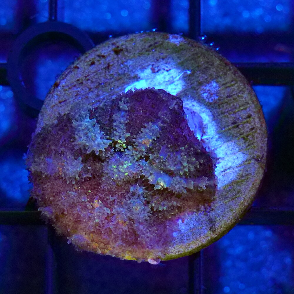 （サンゴ）一点物　ディスクコーラルsp．　バウンスタイプ　プラグ付き　CM−19137（1個）　北海道・九州航空便要保温