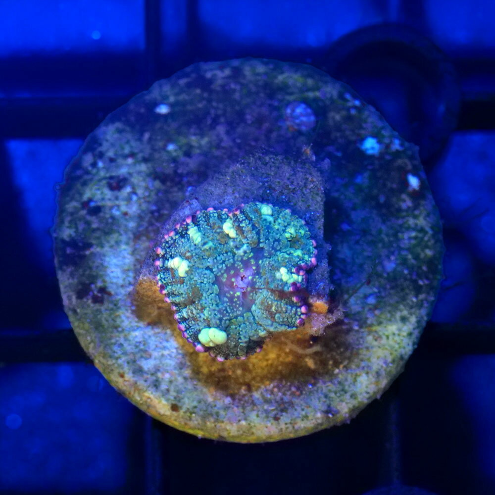（サンゴ）一点物　ディスクコーラルsp．　バウンスタイプ　プラグ付き　CM−19139（1個）　北海道・九州航空便要保温