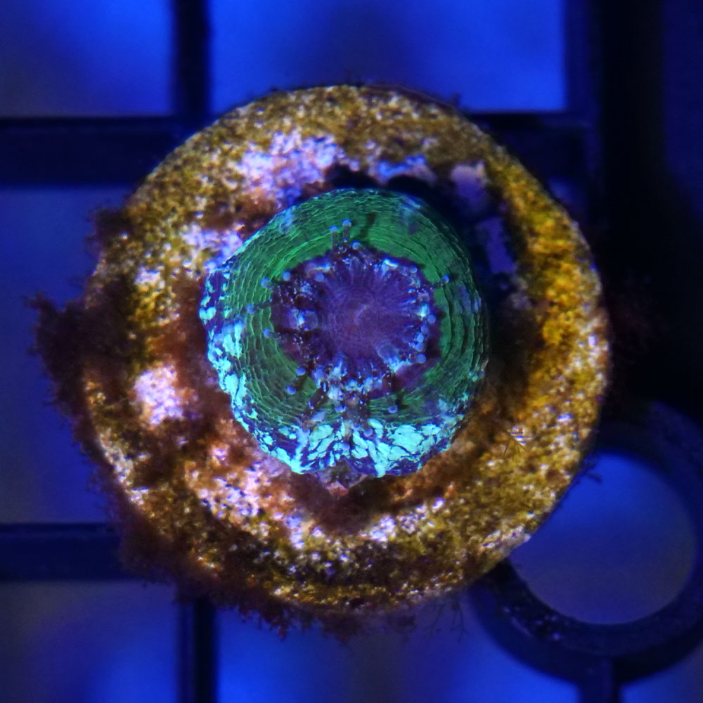 （サンゴ）一点物　オーストラリア産　スコリミア　ベビー　CM−19148（1個）　北海道・九州航空便要保温