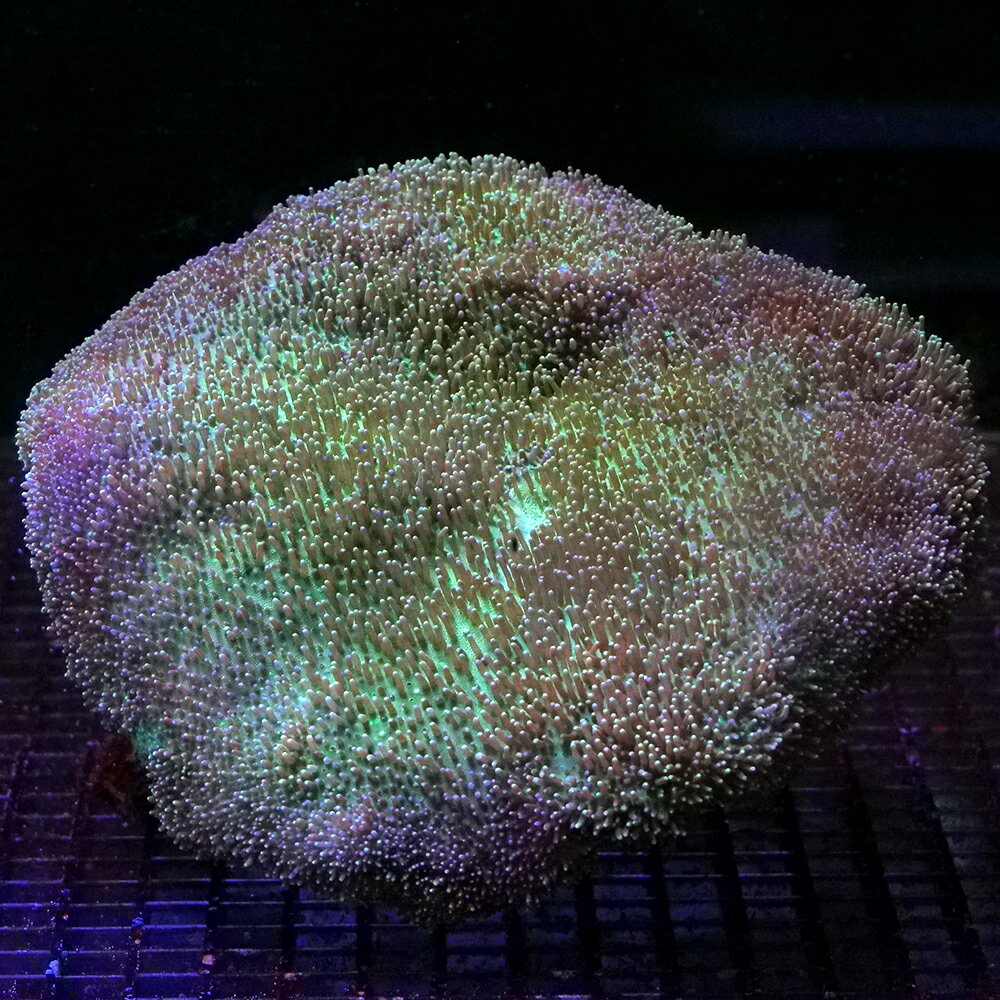 （サンゴ）一点物　沖縄産　オオウミキノコウミキノコ　ライトグリーン　XLサイズ　CM−19176（1個）　北海道・九州航空便要保温