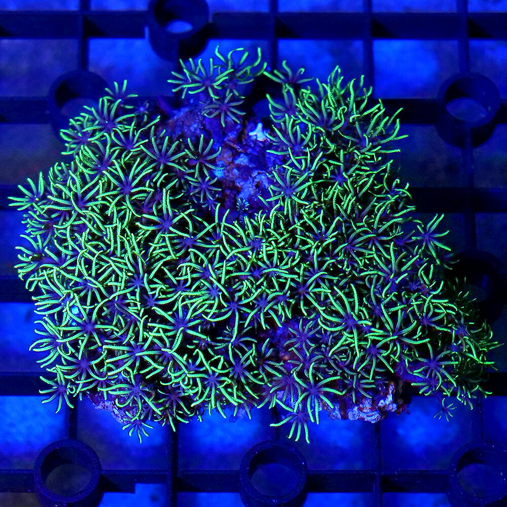 サンゴの入門種！スターポリプ販売名スターポリプ学名（※）Pachyclavularia　sp．（※）…改良品種や学名が不明の種は流通名での記載の場合があります。別名分布西部太平洋〜インド洋飼育要件温度　　　　　→　24度前後照明　　　　　→　中（60cm水槽で蛍光灯20W2〜3灯程度—青・白系）水流　　　　　→　中（ポリプがたなびく程度）餌　　　　　　→　不要水質　　　　　→　通常ろ過で可※…飼育環境は一例です。必ずしもこの環境下であれば飼育できることを確約するものではございません。種類詳細ソフトコーラルの中でもポピュラーな種類で共肉が岩を覆いながら殖え、ポリプが開くと芝生のようになります。バリエーションが様々あり共肉は紫や肌色、ポリプの中心部が星のように見えるようなものもあります。非常に丈夫な種類で初心者にもお勧めですが導入後ポリプが開くまでは1ヶ月ほどかかる場合もあります。状態が良いとどんどん殖えてきます。ハサミなどでカットして株分けすることも可能です。飼育のポイント導入直後などはポリプが開かない事がありますが、時間が経つにつれ徐々に咲いていきます。注意事項商品画像は2026／06／03時点のものです。お届けする生体と画像に多少の変化が見られる場合がございますので、予めご了承ください。※お送りする個体は約8×6×3cm程度となります。【撮影環境について】サンゴ等の写真については、メイン照明はGrassyWing　Marine補助ランプとしてブルー系のLEDライトを使用しています。サンゴの種類によっては、ブルー系のLEDライトのみを使用しオレンジ系のカラーフィルターを使用している場合もございます。お客様の環境によっては、サンゴの色合いが画像と大きく異なることがありますのでご了承ください。 … _aqua　sfset　◎　一点物　個体販売　現物　画像個体　海水　サンゴ　coral_itten　m_softcoral　ソフトコーラル　スターポリプ　グリーン　Pachyclavularia　sp．　KT　20260620　y26m06　seitaigensen1ten　kaisui76