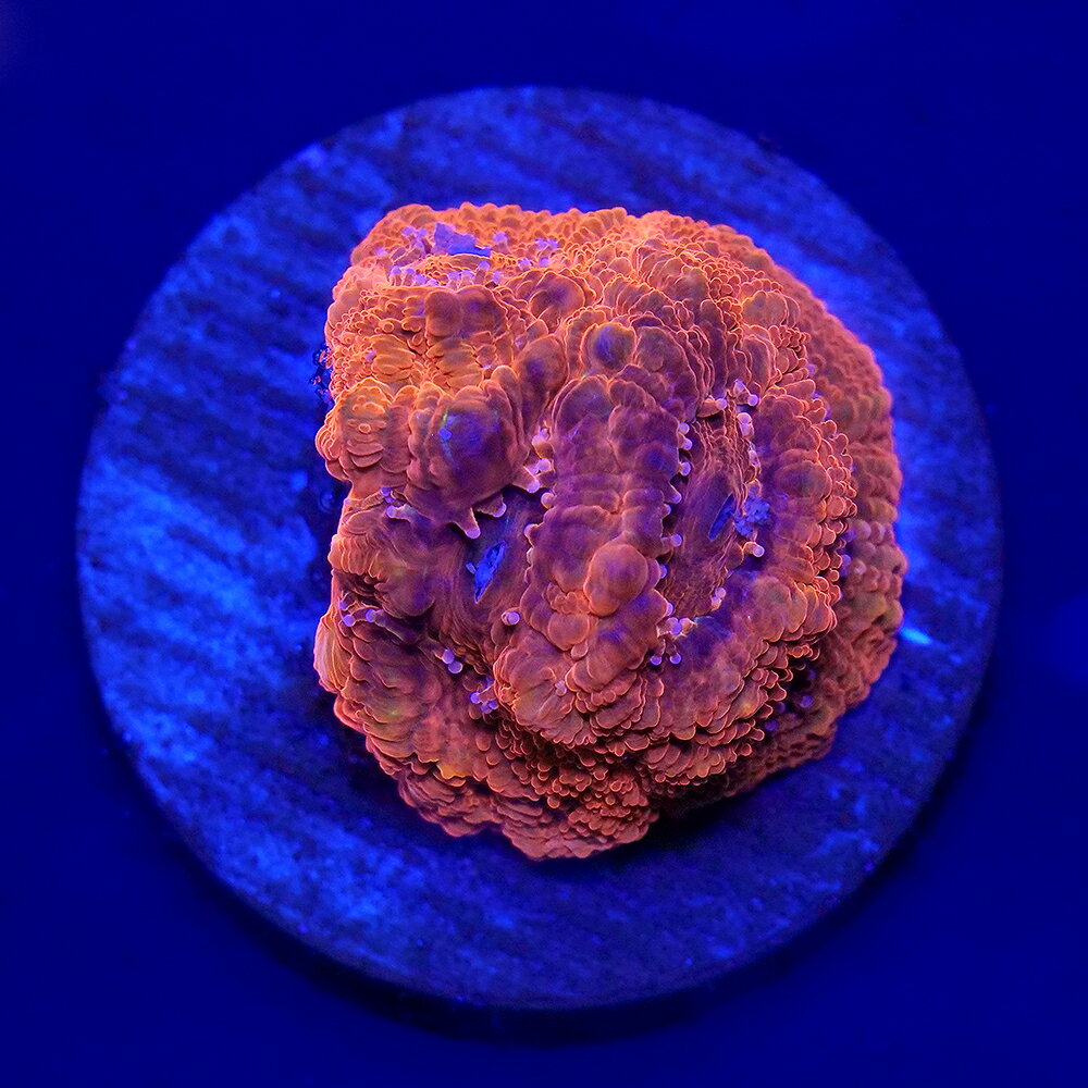 （サンゴ）一点物　オオトゲキクメイシ　ボアバンキー　プラグ付き　CM−19277（1個）　北海道・九州航空便要保温