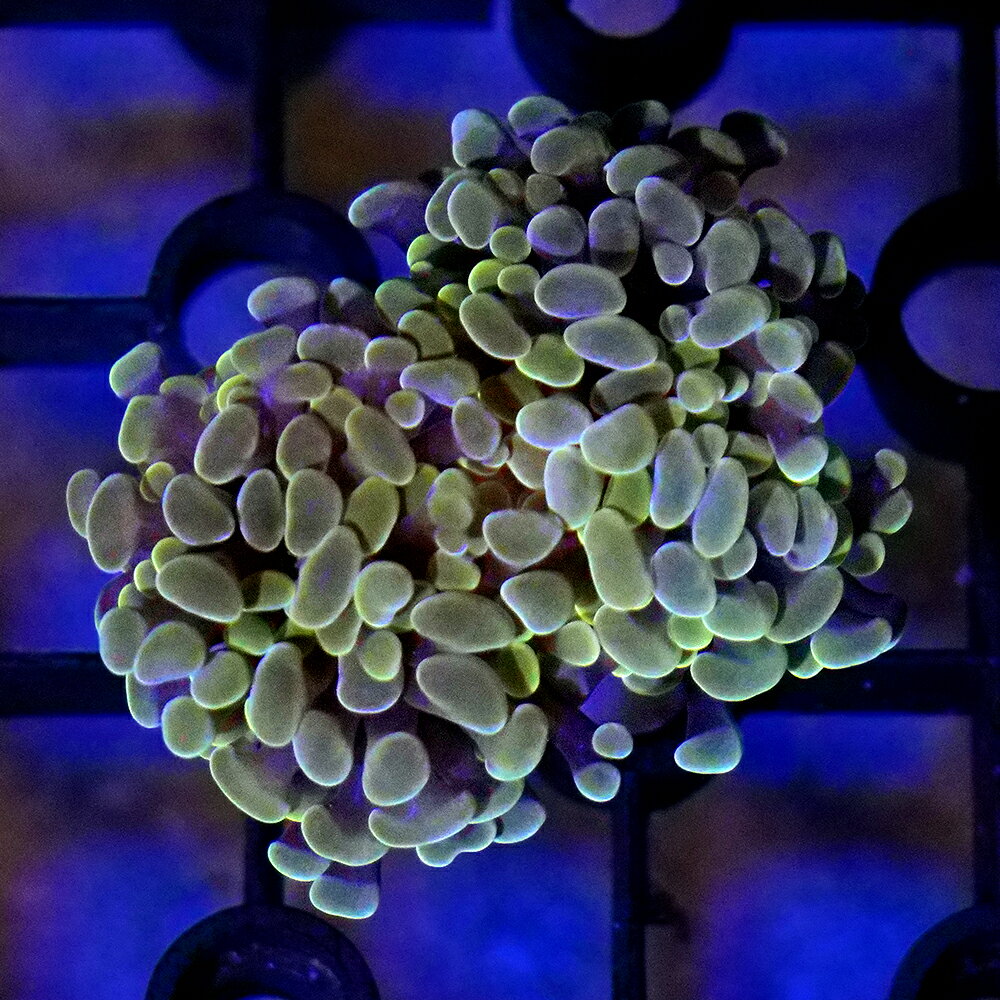 人気のユフィリア属サンゴ！ナガレハナサンゴ販売名ナガレハナサンゴ学名（※）Euphyllia　paraancora（※）…改良品種や学名が不明の種は流通名での記載の場合があります。別名—飼育要件温度　　　　　→　24〜25度照明　　　　　→　中〜強(60cm水槽でブルー系蛍光灯20W3灯以上、またはブルー系メタルハライドランプ150W)水流　　　　　→　弱〜中(触手が緩やかにたなびく程度の太い水流)餌　　　　　　→　不要水質　　　　　→　リン酸、硝酸塩の少ない清浄な水質※…飼育環境は一例です。必ずしもこの環境下であれば飼育できることを確約するものではございません。種類詳細イソギンチャクのような触手をもつチョウジガイ科のサンゴです。色彩のバリエーションが多く、褐色から蛍光グリーンや青みのかかったもの、紫がかったものなど様々なものが存在します。ゆらゆらと水流に揺れる触手がとても優雅で美しいハードコーラルです。飼育のポイント少々クセのあるサンゴですが要点さえ抑えてしまえば育成はそれほど難しくありません。水質は常に硝酸塩やリン酸塩など栄養塩類が極めて低い環境が適しています。水流は強すぎると弱ってしまうので、触手が緩やかにたなびく程度にサンゴ全体にあたるような太い水流が適しています。照明はそれほど強すぎず、ほどほどの光量が適しており特にブルー系のランプを多めに使用すると本種の美しさが際たちます。微量元素の不足、とくにストロンチウムの不足に弱く、これが不足すると骨格から共肉が剥がれてしまう症状に陥ってしまうので、定期的にストロンチウムの添加剤やアラゴナイト系の底床材および添加剤の使用が有効です。また、特に本種は導入時など急激な環境変化にさらされるとブラウンジェリーという褐色になりドロドロに腐食してしまう症状になりやすい面があります。一度ブラウンジェリー化したポリプが持ち直すことはなく、ほぼ確実に死んでしまうので水槽内の環境に馴染まないうちは特に注意が必要です。ハードコーラルのなかでも特に刺胞毒が強く、配置には特に注意が必要です。th>注意事項※商品画像は2026／06／17時点の物です。※お送りする個体3cmのフラグに着いたものになります。※お届けする生体と画像に多少の変化が見られる場合がございますので、予めご了承ください。 … _aqua　sfset　◎　一点物　個体販売　現物　画像個体　海水　サンゴ　LPS　coral_itten　m_hardcoral　ハードコーラル　ハナサンゴ　Euphyllia　20260628　KT　y26m07　kaisui76　KT