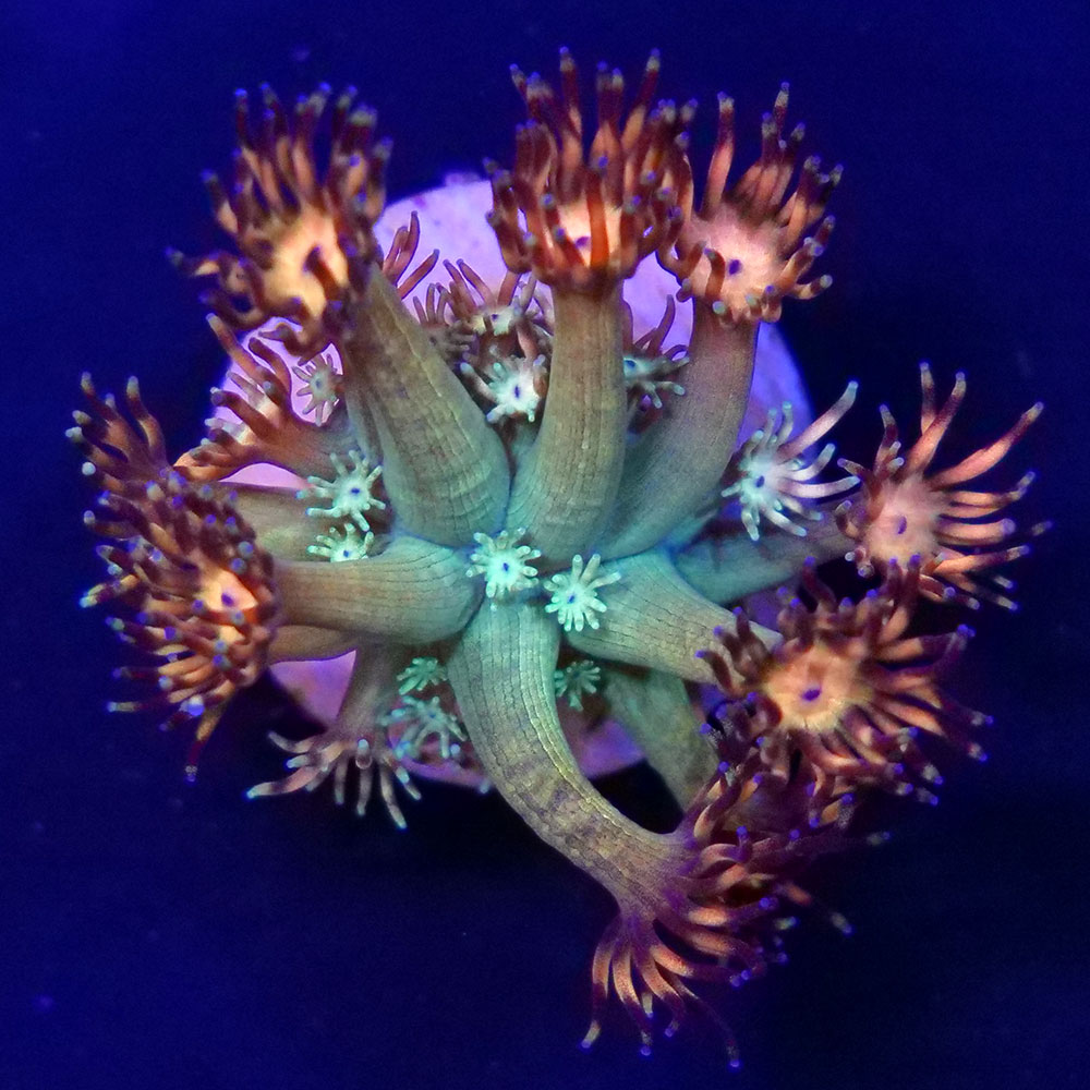 楽天市場】ハナミノカサゴ（観賞魚｜熱帯魚・アクアリウム）：ペット 
