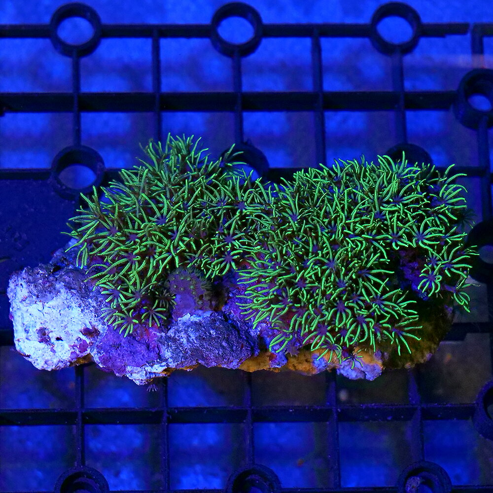 サンゴの入門種！スターポリプ販売名スターポリプ学名（※）Pachyclavularia　sp．（※）…改良品種や学名が不明の種は流通名での記載の場合があります。別名分布西部太平洋〜インド洋飼育要件温度　　　　　→　24度前後照明　　　　　→　中（60cm水槽で蛍光灯20W2〜3灯程度—青・白系）水流　　　　　→　中（ポリプがたなびく程度）餌　　　　　　→　不要水質　　　　　→　通常ろ過で可※…飼育環境は一例です。必ずしもこの環境下であれば飼育できることを確約するものではございません。種類詳細ソフトコーラルの中でもポピュラーな種類で共肉が岩を覆いながら殖え、ポリプが開くと芝生のようになります。バリエーションが様々あり共肉は紫や肌色、ポリプの中心部が星のように見えるようなものもあります。非常に丈夫な種類で初心者にもお勧めですが導入後ポリプが開くまでは1ヶ月ほどかかる場合もあります。状態が良いとどんどん殖えてきます。ハサミなどでカットして株分けすることも可能です。飼育のポイント導入直後などはポリプが開かない事がありますが、時間が経つにつれ徐々に咲いていきます。注意事項商品画像は2026／07／15時点のものです。お届けする生体と画像に多少の変化が見られる場合がございますので、予めご了承ください。※お送りする個体は約10×5×3cm程度となります。【撮影環境について】サンゴ等の写真については、メイン照明はGrassyWing　Marine補助ランプとしてブルー系のLEDライトを使用しています。サンゴの種類によっては、ブルー系のLEDライトのみを使用しオレンジ系のカラーフィルターを使用している場合もございます。お客様の環境によっては、サンゴの色合いが画像と大きく異なることがありますのでご了承ください。 … _aqua　sfset　◎　一点物　個体販売　現物　画像個体　海水　サンゴ　coral_itten　m_softcoral　ソフトコーラル　スターポリプ　グリーン　Pachyclavularia　sp．　KT　20260724　y26m07　seitaigensen1ten　kaisui76