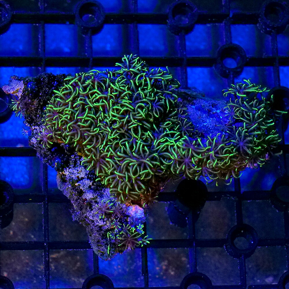 サンゴの入門種！スターポリプ販売名スターポリプ学名（※）Pachyclavularia　sp．（※）…改良品種や学名が不明の種は流通名での記載の場合があります。別名分布西部太平洋〜インド洋飼育要件温度　　　　　→　24度前後照明　　　　　→　中（60cm水槽で蛍光灯20W2〜3灯程度—青・白系）水流　　　　　→　中（ポリプがたなびく程度）餌　　　　　　→　不要水質　　　　　→　通常ろ過で可※…飼育環境は一例です。必ずしもこの環境下であれば飼育できることを確約するものではございません。種類詳細ソフトコーラルの中でもポピュラーな種類で共肉が岩を覆いながら殖え、ポリプが開くと芝生のようになります。バリエーションが様々あり共肉は紫や肌色、ポリプの中心部が星のように見えるようなものもあります。非常に丈夫な種類で初心者にもお勧めですが導入後ポリプが開くまでは1ヶ月ほどかかる場合もあります。状態が良いとどんどん殖えてきます。ハサミなどでカットして株分けすることも可能です。飼育のポイント導入直後などはポリプが開かない事がありますが、時間が経つにつれ徐々に咲いていきます。注意事項商品画像は2026／07／15時点のものです。お届けする生体と画像に多少の変化が見られる場合がございますので、予めご了承ください。※お送りする個体は約8×3×3cm程度となります。【撮影環境について】サンゴ等の写真については、メイン照明はGrassyWing　Marine補助ランプとしてブルー系のLEDライトを使用しています。サンゴの種類によっては、ブルー系のLEDライトのみを使用しオレンジ系のカラーフィルターを使用している場合もございます。お客様の環境によっては、サンゴの色合いが画像と大きく異なることがありますのでご了承ください。 … _aqua　sfset　◎　一点物　個体販売　現物　画像個体　海水　サンゴ　coral_itten　m_softcoral　ソフトコーラル　スターポリプ　グリーン　Pachyclavularia　sp．　KT　20260724　y26m07　seitaigensen1ten　kaisui76