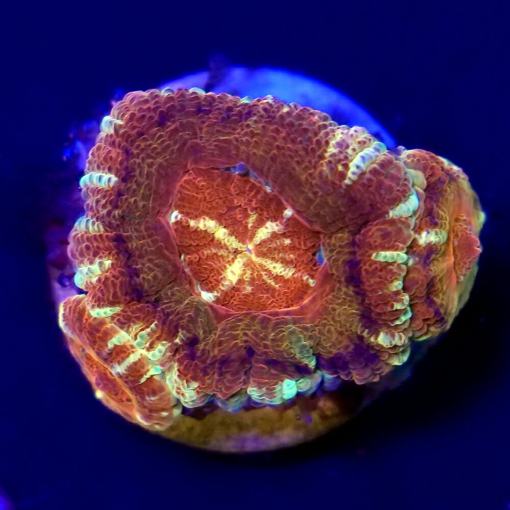 楽天市場】カクオオトゲキクメイシ（熱帯魚・アクアリウム｜ペット