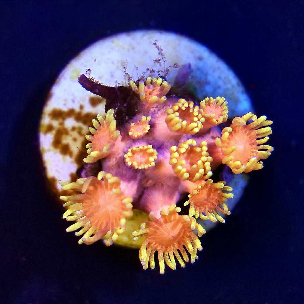 ハナガササンゴ販売名ハナガササンゴ学名（※）Goniopora　lobata（※）…改良品種や学名が不明の種は流通名での記載の場合があります。別名—分布太平洋〜インド洋飼育要件温度　　　　　→　24度前後照明　　　　　→　強（60cm水槽で蛍光灯20W4灯以上またはまたはメタルハライドランプ150W以上—青・白系）水流　　　　　→　中（ポリプがたなびく程度）餌　　　　　　→　与えれば食べる（液体フード／クリル等の小片を週1回程度）水質　　　　　→　硝酸塩がほぼ検出されない清浄な水・カルシウム他微量元素の添加が必要※…飼育環境は一例です。必ずしもこの環境下であれば飼育できることを確約するものではございません。種類詳細フサフサしたポリプが密生し水流にたなびく姿がとても優雅な好日性ハードコーラルです。色やポリプの長さなどバリエーションがとても多く、色は褐色からピンクをベースに赤や緑の強いものまで様々なものが存在します。よく見られるポピュラーな種類ですが長期育成にはコツがいるサンゴです。水質は常に硝酸塩やリン酸塩など栄養塩類が極めて低い環境が適しています。飼育のポイント水流は強すぎると弱ってしまうので、触手が緩やかにたなびく程度にサンゴ全体にあたるような太い水流が適しています。照明は強めのものが向いていますが、赤や緑の強いタイプはブルー系のライトを多めに照射すると色が浮き立ち美しい姿になります。微量元素の不足に弱い面があるため、カルシウムリアクターやアラゴナイト系の底床材、または添加剤の使用が有効です。注意事項※商品画像は2026／08／12時点のものです。※お送りする個体は約2cm程度のプラグに接着した物となります。※こちらは人工的に土台へ接着した物となります。※輸送の際に外れることがありますので予めご了承ください。（サンゴ）一点物　ハナガササンゴ　プラグ付き　CM−18271（1個）（サンゴ）一点物　ハナガササンゴ　プラグ付き　CM−18272（1個） … _aqua　sfset　◎　一点物　個体販売　現物　画像個体　海水　サンゴ　coral_itten　m_hardcoral　ハードコーラル　ハナガササンゴ　LPS　Goniopora　lobata　20260819　KT　y26m08　seitaigensen1te　kaisui76　Ind2503■この商品をお買い上げのお客様は、下記商品もお買い上げです。※この商品には付属しません。■（サンゴ）一点物　ハナガササンゴ　プラグ付き　CM−18271（1個）（サンゴ）一点物　ハナガササンゴ　プラグ付き　CM−18272（1個）