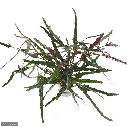 葉裏のコントラストが魅力的な植物です！テラリウム向きです！ヘミグラフィス　レパンダ（2本）販売名ヘミグラフィス　レパンダ別名ヘミグラムス　レパンダ学名（※）Hemigraphis repanda（※）…改良品種や学名が不明の種は流通名での記載の場合があります。分類キツネノマゴ科（Acanthaceae）ヘミグラフィス属（Hemigraphis）分布東南アジアどんな種類？育成難易度　→　★★★☆☆キツネノマゴ科（Acanthaceae）の植物。葉表の灰緑色〜ピンク色と葉裏の赤紫色の葉が目を引くマレーシア原産の多年草です。テラリウム向けの草で、園芸では横に這うようにして伸びていく性質を利用して、グランドカバーや街路樹にも使われている種類です。水中化はしませんが、水槽内ではある程度維持ができる種です。長く維持するにはCO2は必須です。育成要件＆データ光量　　　　　→　60cm20W4灯以上CO2　　　　 →　1滴／3秒（60cm標準水槽相当）pH　　　　　　→　5〜7GH　　　　 　 →　0〜6kH　　　　　　→　0〜6温度　　　　　→　20〜28度底砂　　　　　→　ソイル、砂、大磯推奨水槽　　→　30cm〜植栽位置　　→　前□■■□□後草姿　　　　　→　有茎草最大草姿　　→　葉幅5mm　高さ50cm生長速度　　→　遅い増殖方法　　→　枝わかれ※…育成環境は一例です。必ずしもこの環境下であれば育つことを確約するものではございません。注意※表記サイズは1株（1本）でのおおよその目安です。育成環境や、成長の度合いにより最大サイズは異なります。※入荷状況等により、ポットなし1ポット分での発送となる場合がございます。GEX　アクアテラメーカー　すぐにアクアテラリウムがはじめられるボタニカルソイル　アレンジメント　4L　固まる土　パルダリウム　テラリウム　レイアウトザ・スプレー（振り子式・ロングノズル付）　500cc　＃57（観葉植物）苔　マメヅタ　半パック … _kame　熱帯魚　_aqua　_hachu　new_tonan　水草　後景草　赤い　all_plants　水草赤い　両爬向き植物　wp_kywrd　chiya10　y59GhZ4_wpp　ビバリウム　アクアテラリウム　パルダリウム■この商品をお買い上げのお客様は、下記商品もお買い上げです。※この商品には付属しません。■GEX　アクアテラメーカー　すぐにアクアテラリウムがはじめられるボタニカルソイル　アレンジメント　4L　固まる土　パルダリウム　テラリウム　レイアウトザ・スプレー（振り子式・ロングノズル付）　500cc　＃57（観葉植物）苔　マメヅタ　半パック