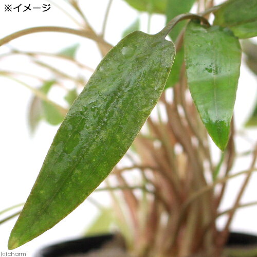 （水草）クリプトコリネ　ウェンティー　ミオヤ（1ポット分）