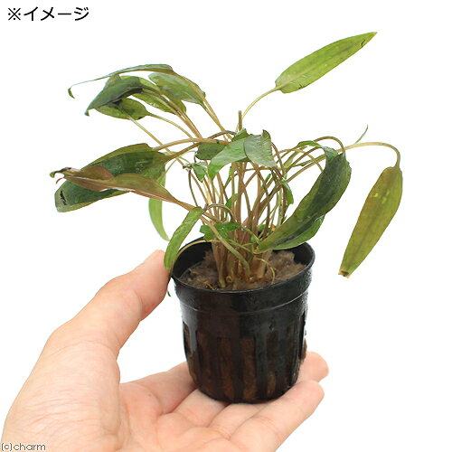 （水草）クリプトコリネ　ウェンティー　ミオヤ（1ポット分）