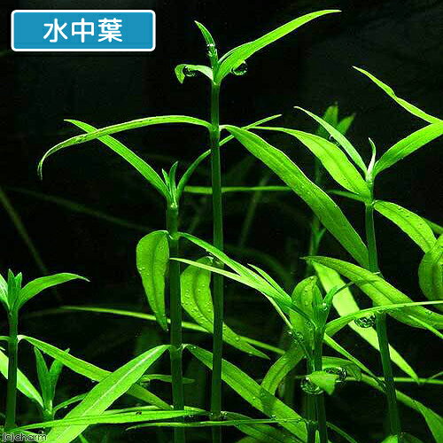 （水草）ケニオイグサ（水上葉）（無農薬）（10本）
