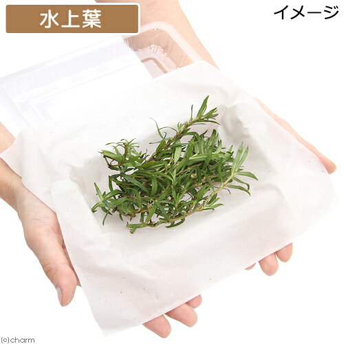 （水草）ケニオイグサ（水上葉）（無農薬）（10本）