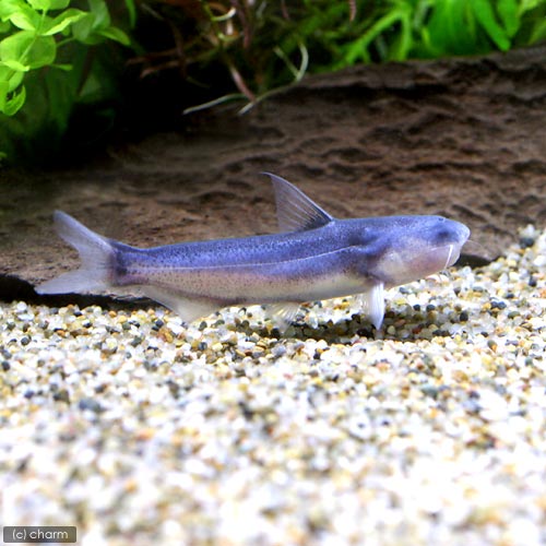 （熱帯魚）ブルー・カンディル（1匹）　北海道・九州航空便要保温